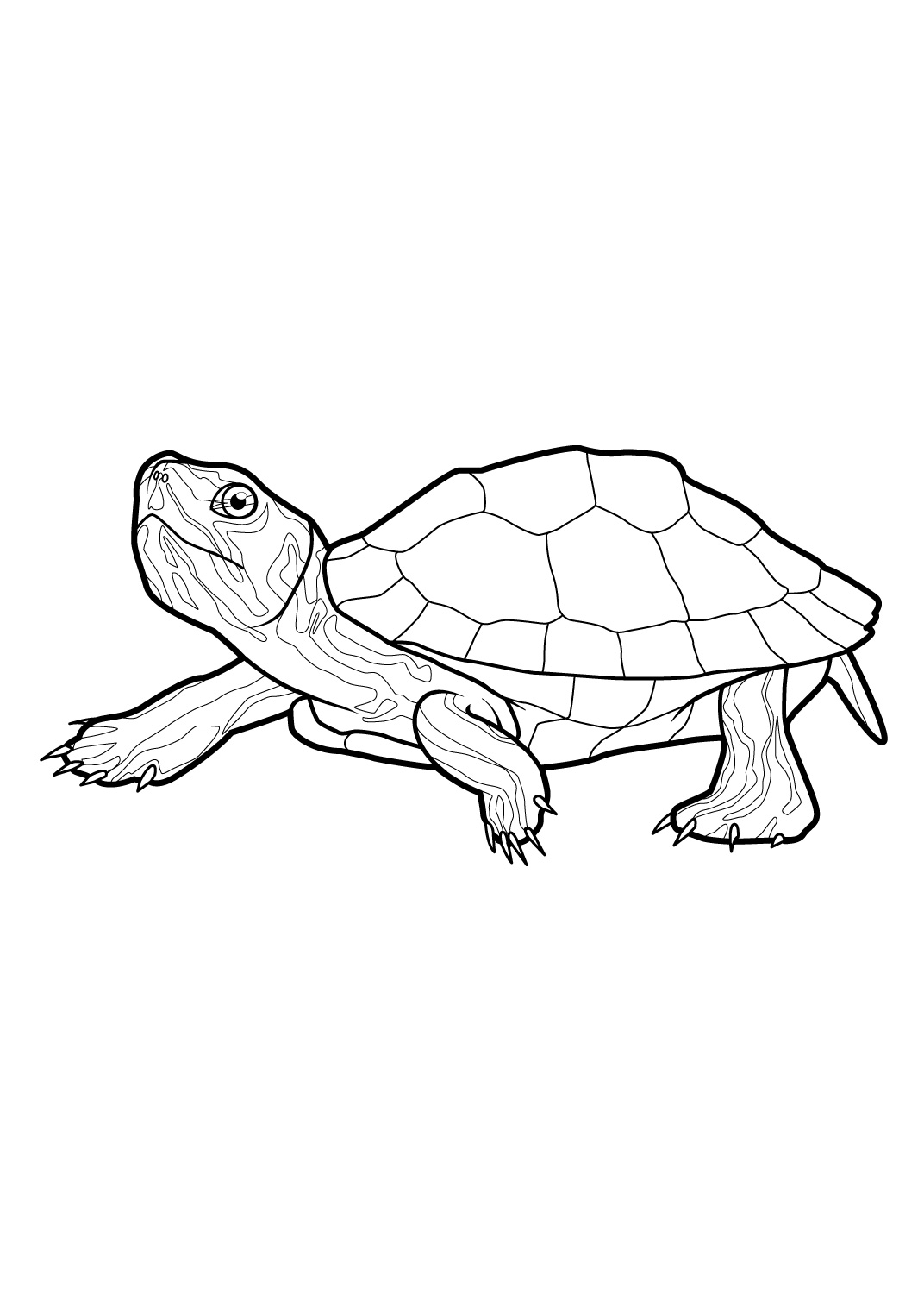 Нарисовать красноухую черепаху